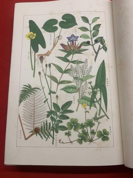 日本紋章学(沼田頼輔 著) / 古本、中古本、古書籍の通販は「日本