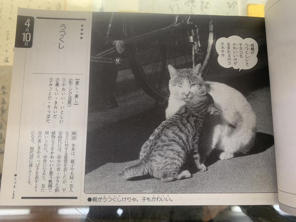 Amazon.co.jp: ネコタン365古文単語 : 五十嵐一郎: 本