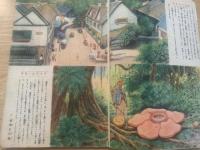 少年クラブ 昭和2３年10月号 第三十五巻第十号