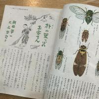 少国民の友　8月号昭和17年 夏にきたへよ