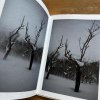 BROAD LEAF SNOW TREE　