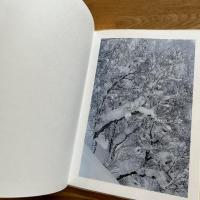 BROAD LEAF SNOW TREE　
