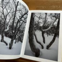 BROAD LEAF SNOW TREE　