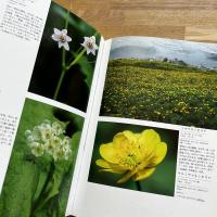 日本アルプスの花＜献呈署名入＞