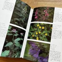 日本アルプスの花＜献呈署名入＞