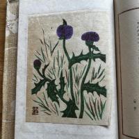 日本の花 : 詞花集