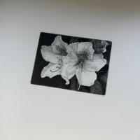 花 : 「湿原」插画より（額絵20葉）