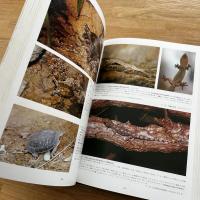 沖縄の生物 : 生態写真集