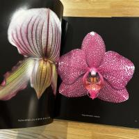 ORCHIDELIRIUM HAROLD FEINSTEIN / ハロルド・フェインスタイン写真集 英文
