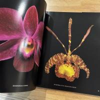 ORCHIDELIRIUM HAROLD FEINSTEIN / ハロルド・フェインスタイン写真集 英文