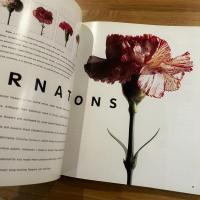Flower Innovations 英文