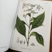 原色精密日本植物図譜