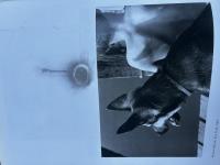 André Kertész : his life and work