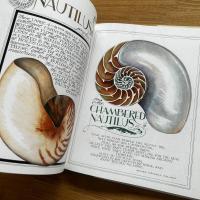 Neptune's Garden: Shells from A to Z