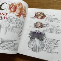 Neptune's Garden: Shells from A to Z