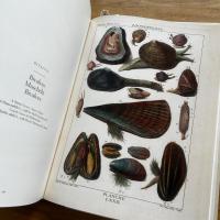 Shells  Muscheln Coquillages (貝類図譜)　（独文）
