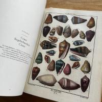 Shells  Muscheln Coquillages (貝類図譜)　（独文）