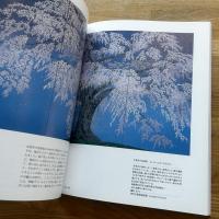 中島千波の桜屏風