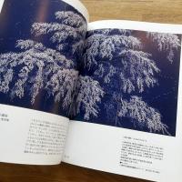 中島千波の桜屏風
