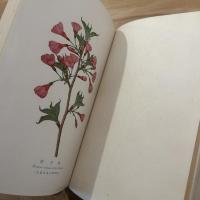 桜　正誤表付