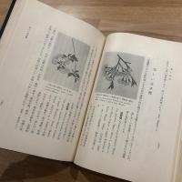 桜　正誤表付