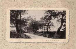 N26010663〇戦前絵葉書○滋賀県 近江 近江八景 粟津の晴嵐　古写真○和本古書古文書
