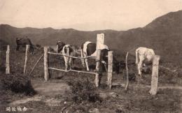 N26011626〇戦前絵葉書○群馬 赤城牧場 牧畜牛4頭（前橋勢多産 牛馬畜産組合）　古写真○和本古書古文書
