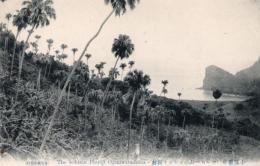 N26011635〇戦前絵葉書○小笠原島(父島) コーヒー山のビンロー樹林　古写真○和本古書古文書
