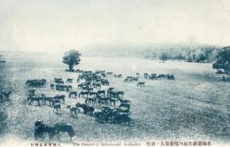 N26011638〇戦前絵葉書○北海道庁 真駒内種蓄場 馬の放牧　古写真○和本古書古文書
