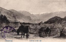 N26011641〇戦前絵葉書○長野 木曽駒ケ岳と木曽馬　古写真○和本古書古文書
