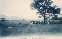 N26011643〇戦前絵葉書○北海道 札幌近郊 牛の牧場　古写真○和本古書古文書
