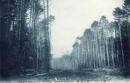 N26011668〇戦前絵葉書○北海道 天塩 トドマツ松林の壮観　古写真○和本古書古文書
