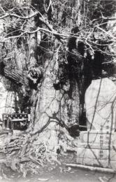 N26022148○戦前絵葉書○千葉 （千葉名所）　千葉寺観世音大銀杏　古写真 コロタイプ印刷 ○和本古書古文書
