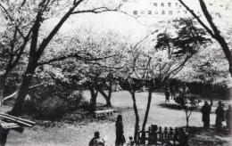 N26022149○戦前絵葉書○千葉 （千葉名所）　猪鼻公園の桜（千葉城址）　古写真 コロタイプ印刷 ○和本古書古文書
