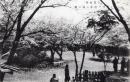 N26022149○戦前絵葉書○千葉 （千葉名所）　猪鼻公園の桜（千葉城址）　古写真 コロタイプ印刷 ○和本古書古文書

