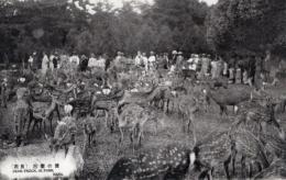 N26022195○戦前絵葉書○奈良　公園の鹿　古写真○和本古書古文書
