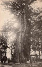 N26022602○戦前絵葉書○栃木 塩原温泉（塩原名所）　逆杉　古写真○和本古書古文書
