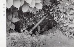 N26032108○戦前絵葉書○京都 詩仙堂　僧都（添水・そうず）　史蹟詩仙堂 古写真○和本古書古文書