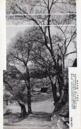 N26032122○戦前絵葉書○岐阜県 飛騨の高山　高山公園二の丸付近 高山城址公園（城山公園）金森長近　古写真○和本古書古文書
