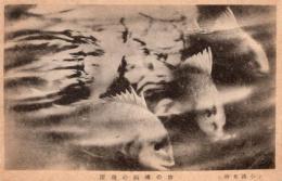 N26032138○戦前絵葉書○千葉 安房小湊 小湊名所　妙の浦 鯛の飛躍　古写真○和本古書古文書
