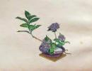 D26030656〇彩色石版画  紫陽花  盛花 西洋花 生花図譜  華道 生花 解説付き 昭和年代〇和本古書古文書