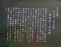 D26030694〇彩色石版画   ツルウメモドキに白玉椿 盛花 西洋花 生花図譜  華道 生花 解説付き 昭和年代〇和本古書古文書