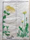 D26051918〇一枚摺物 彩色木版画  菊  蕙斎麁画５巻抜粋〇和本古書古文書