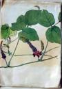 D26072101〇植物画 彩色直筆 葛 昭和年代〇和本古書古文書