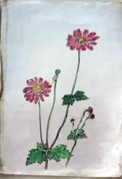 D26072102〇植物画 彩色直筆 秋明菊 昭和年代〇和本古書古文書