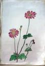 D26072102〇植物画 彩色直筆 秋明菊 昭和年代〇和本古書古文書