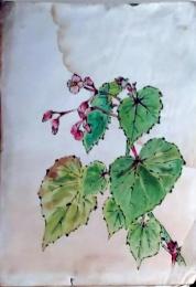 D26072103〇植物画 彩色直筆 秋海棠 昭和年代〇和本古書古文書
