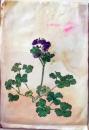 D26072104〇植物画 彩色直筆 オダマキ 昭和年代〇和本古書古文書