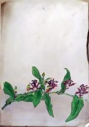 D26072105〇植物画 彩色直筆 ホトトギス 昭和年代〇和本古書古文書