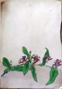 D26072105〇植物画 彩色直筆 ホトトギス 昭和年代〇和本古書古文書